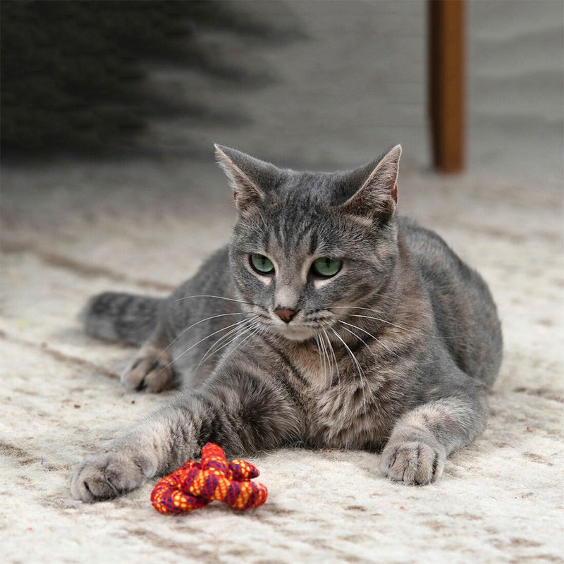 猫草玩具 猫草洁牙脆饼 猫咪洁牙 - 玩具 - 其他材质 