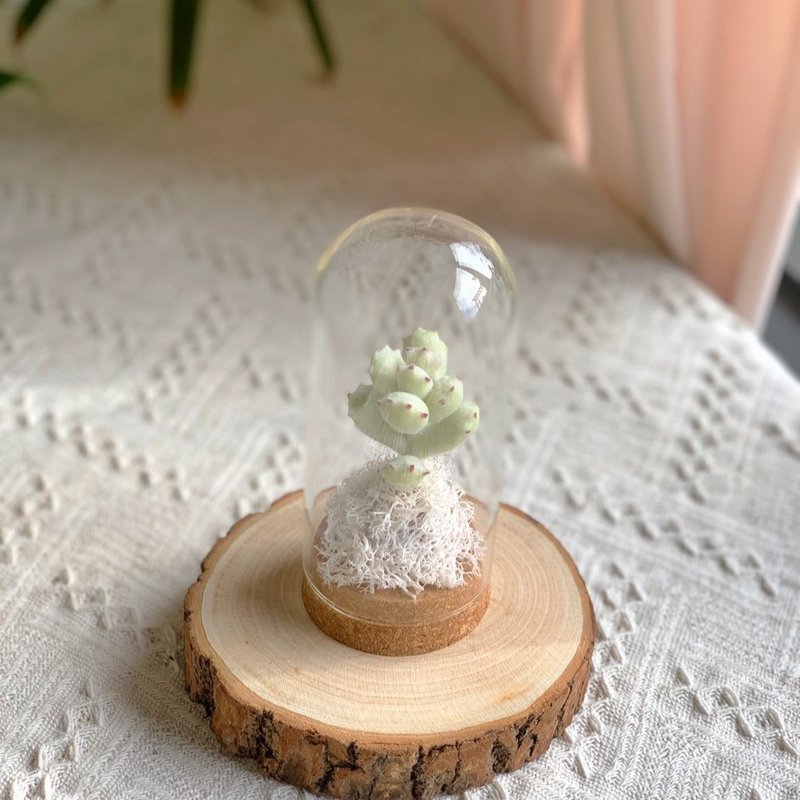 仿真多肉植物黏土A-1 玻璃盅款.送礼.摆饰.节日礼物 - 摆饰 - 粘土 绿色