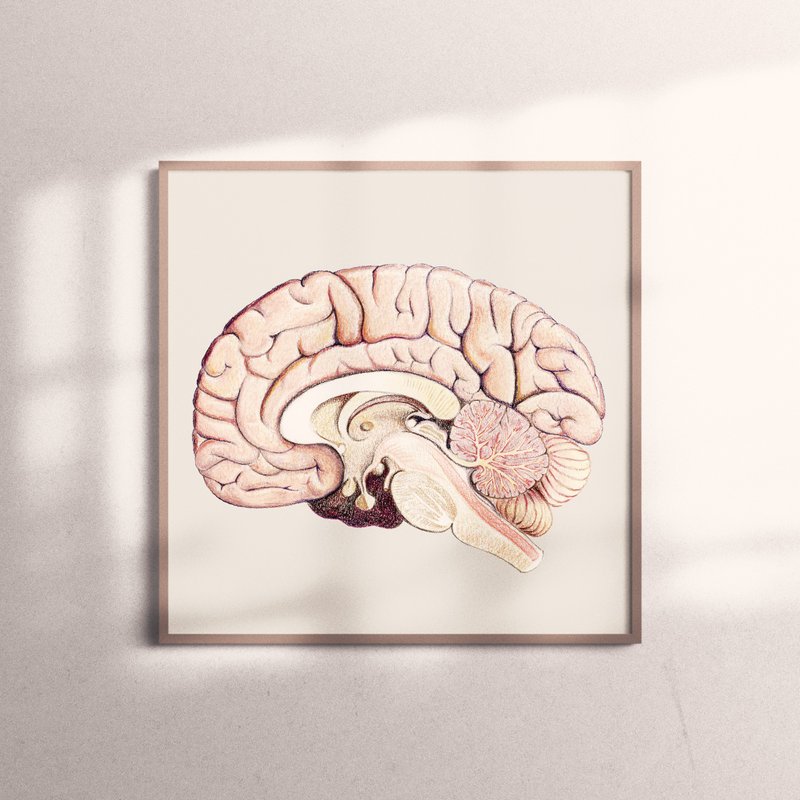复制画-Cross Section of Brain | 脑半球解剖 - 海报/装饰画/版画 - 纸 