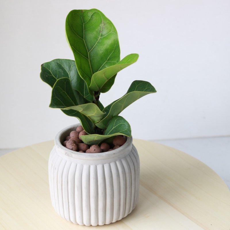 植栽 盆栽 l 琴叶榕(小盆) 宽瓶口经典水泥盆 提琴盒形状叶片 - 植栽/盆栽 - 水泥 