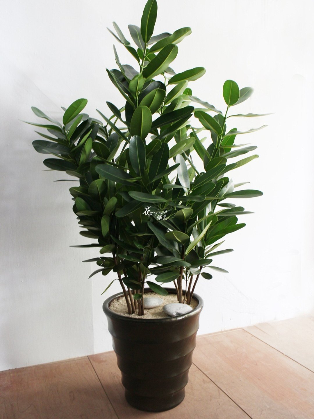 龙珠树 - 植栽/盆栽 - 植物．花 绿色