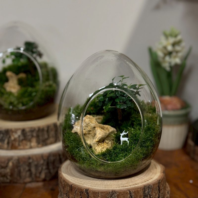 【新竹自取+宅配】福禄森林 苔藓缸(蛋型).生态缸.造景 - 植栽/盆栽 - 植物．花 绿色
