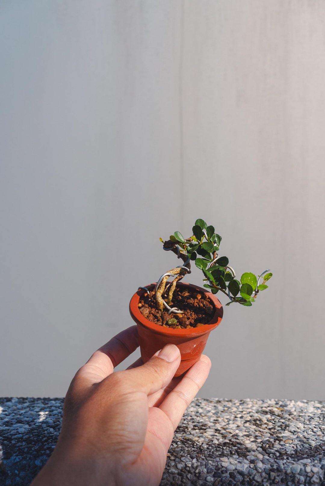 迷你牛港刺盆栽 微型盆栽盆景 牛港刺植栽 - 植栽/盆栽 - 植物．花 