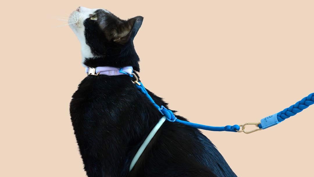 【尺寸颜色自由拼】首创圆绳减敏猫胸背带 - 项圈/牵绳 - 尼龙 多色