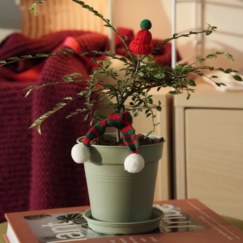 圣诞小树礼盒- 斑叶瑜树 - 植栽/盆栽 - 植物．花 