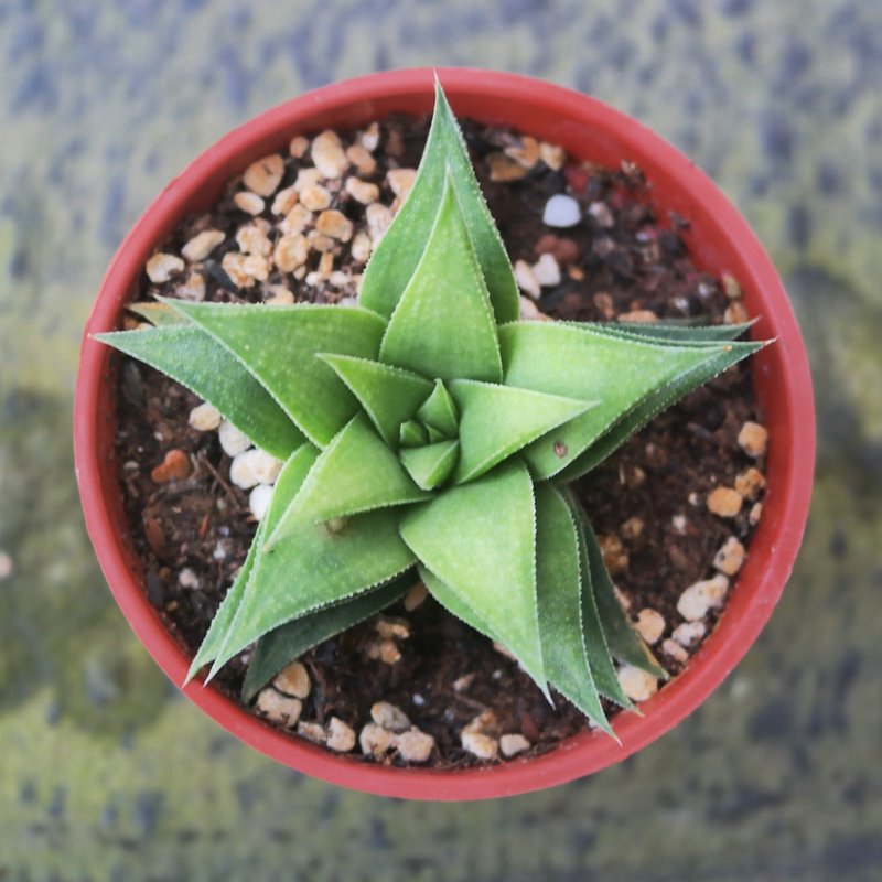 【豆豆多肉】【风车】乔迁│送礼│升迁│多肉植物 - 植栽/盆栽 - 植物．花 
