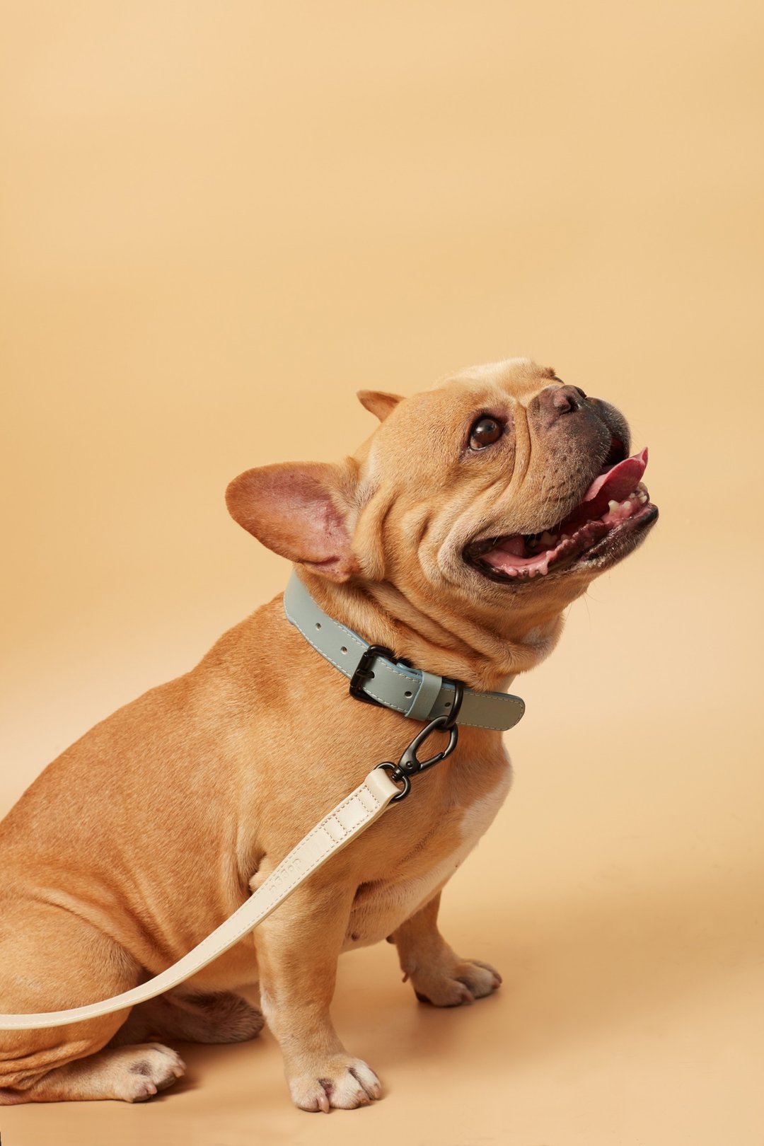 Collar Doggu - Baby Blue leather size M - 项圈/牵绳 - 真皮 