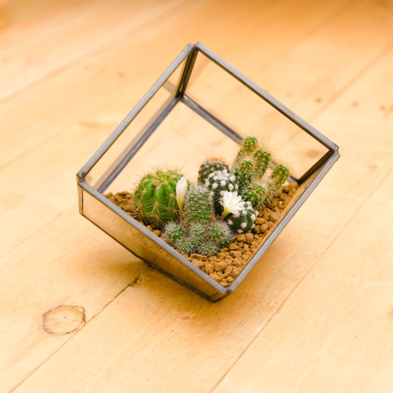 小建筑仙人掌  礼物开幕贺礼 - 植栽/盆栽 - 玻璃 