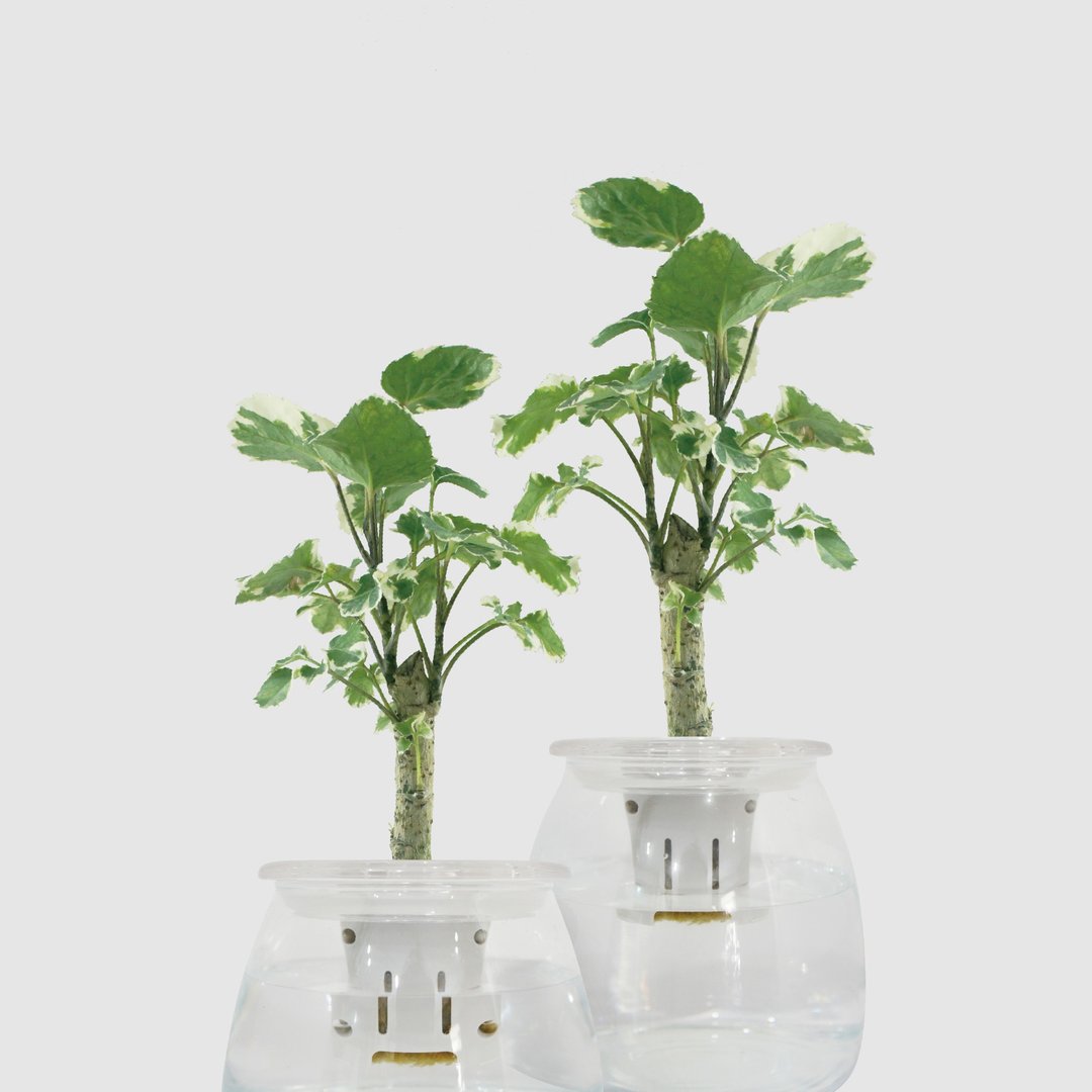 │ 玻璃系列 │ 斑叶福禄桐 - 水耕盆栽 鱼水共生 办公室植物 - 植栽/盆栽 - 植物．花 透明