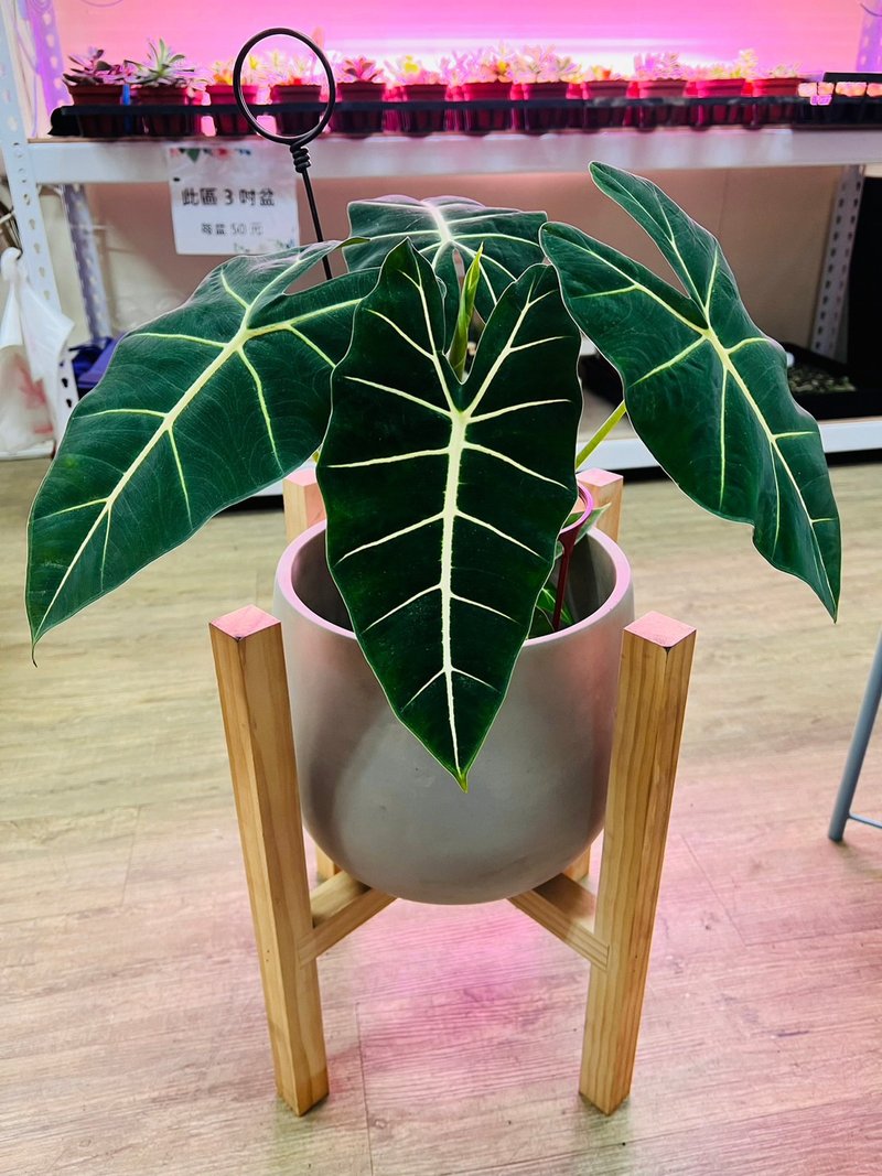 落地型(含木制脚架) 绒叶观音莲 文青网美最爱 观叶植物 乔迁志喜 - 植栽/盆栽 - 水泥 银色