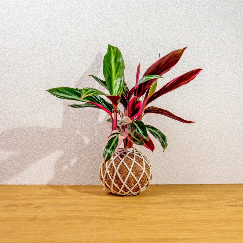 苔球植物 彩虹竹芋苔球 苔玉 礼物 送礼 桌上盆栽 - 植栽/盆栽 - 植物．花 绿色