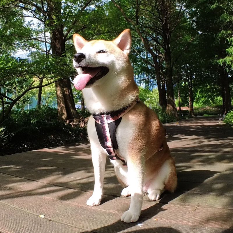 Woofy Woofy 宠物休闲H型胸背带 黄昏森林 不勒气管 较防挣脱胸背 - 项圈/牵绳 - 聚酯纤维 多色