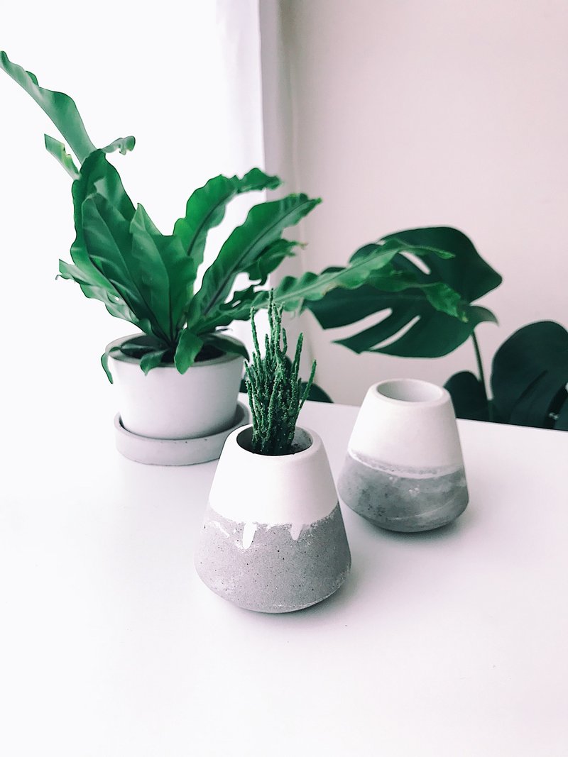 日树-多肉/仙人掌水泥盆.空气凤梨盆 - 植栽/盆栽 - 水泥 灰色