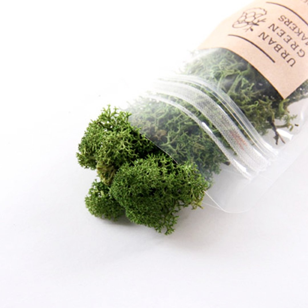 驯鹿最喜欢的植物 - Moss 驯鹿苔 / 深绿色 - 植栽 - 植物．花 绿色
