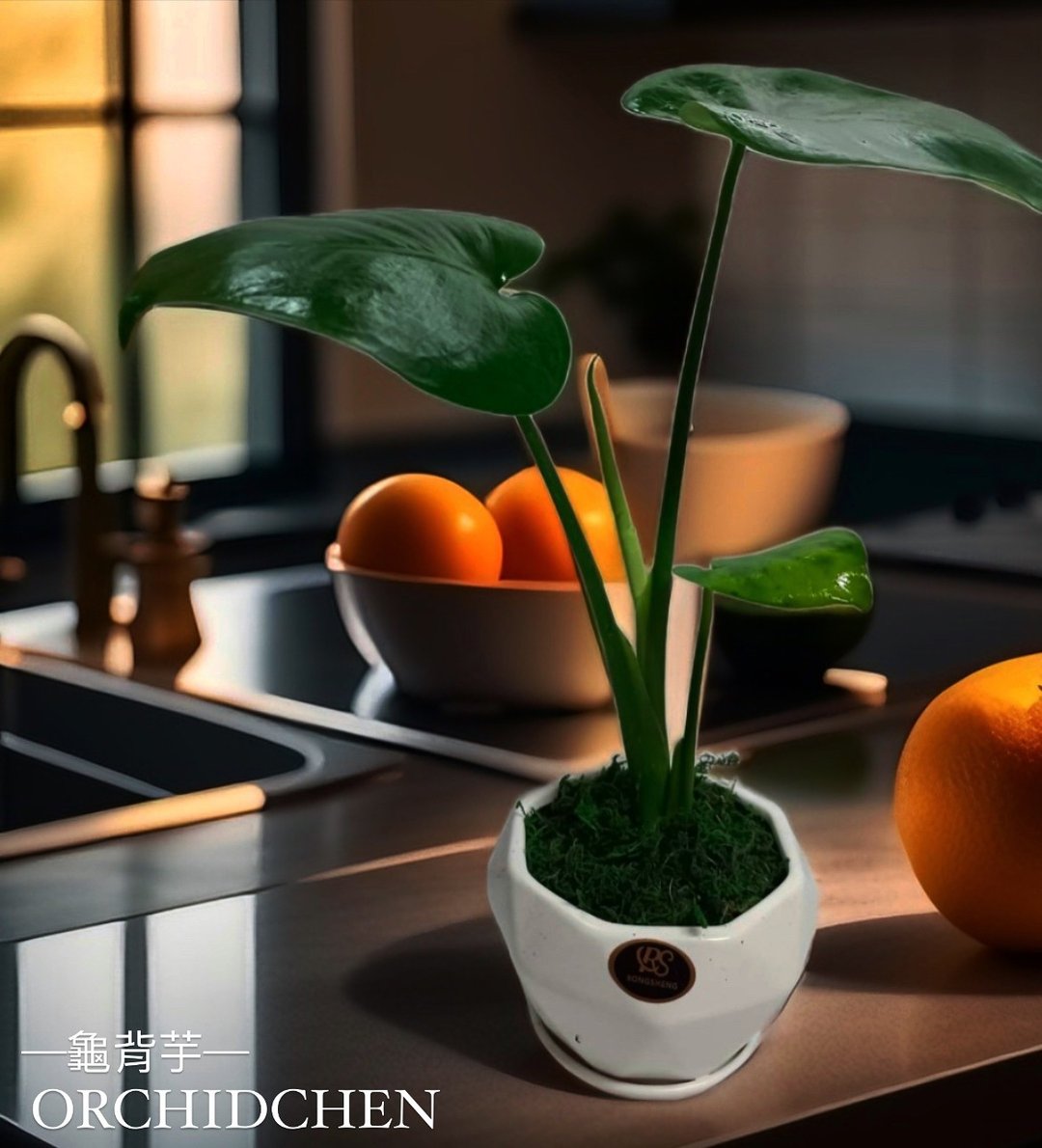 文青首选 心型龟背芋  室内植物 好照顾 送礼自用摆设 - 植栽/盆栽 - 陶 