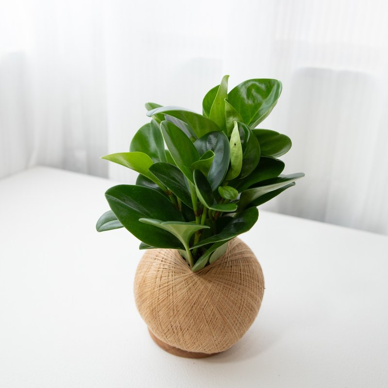 圆叶椒草 手作植栽苔球 - 植栽/盆栽 - 植物．花 