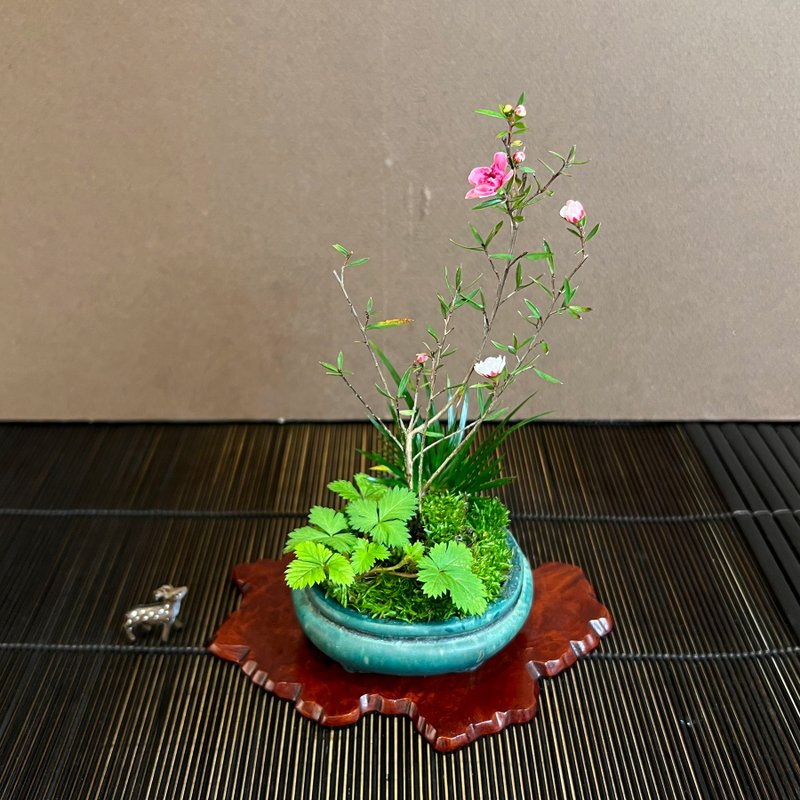 松红梅山野草 A∣迷你豆盆栽 - 植栽/盆栽 - 陶 