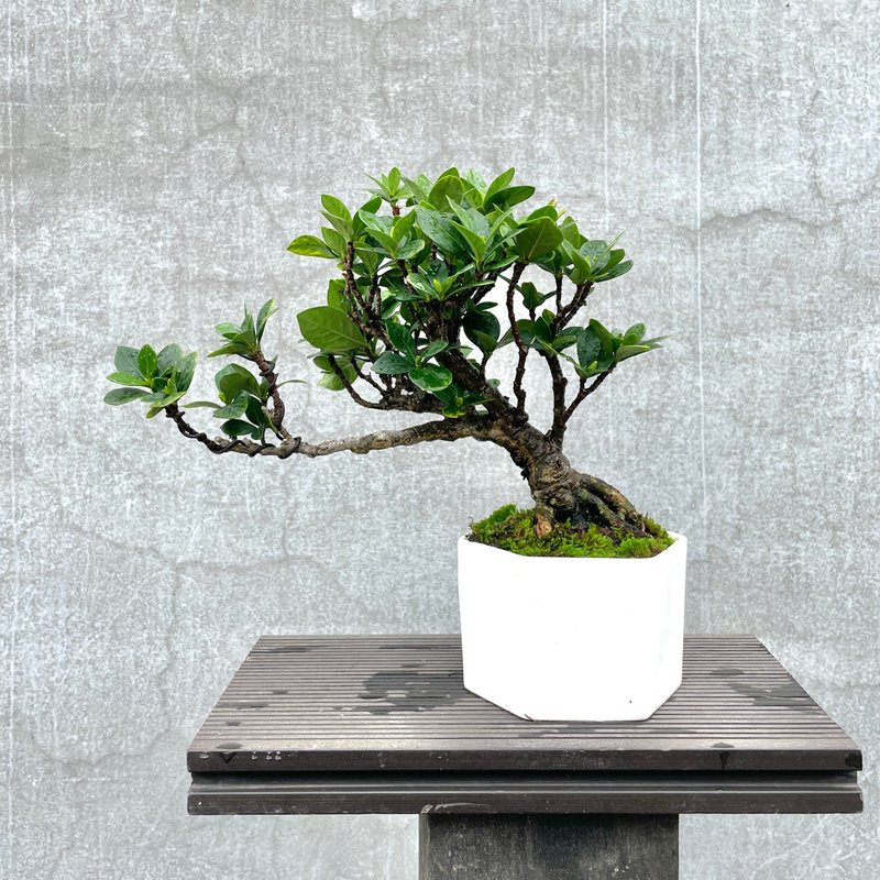 小品盆栽-达摩栀子花 盆景 送礼 - 植栽/盆栽 - 植物．花 