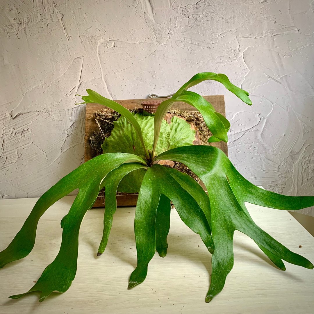 手工木作设计 盆栽摆饰 鹿角蕨 - 植栽/盆栽 - 木头 