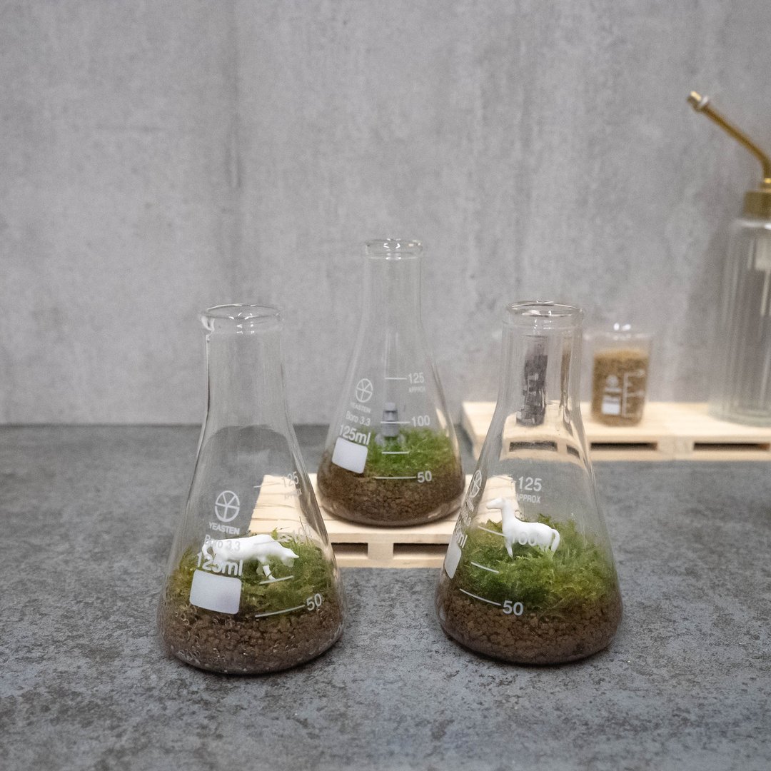 锥形瓶里的苔藓世界 - 植栽/盆栽 - 玻璃 