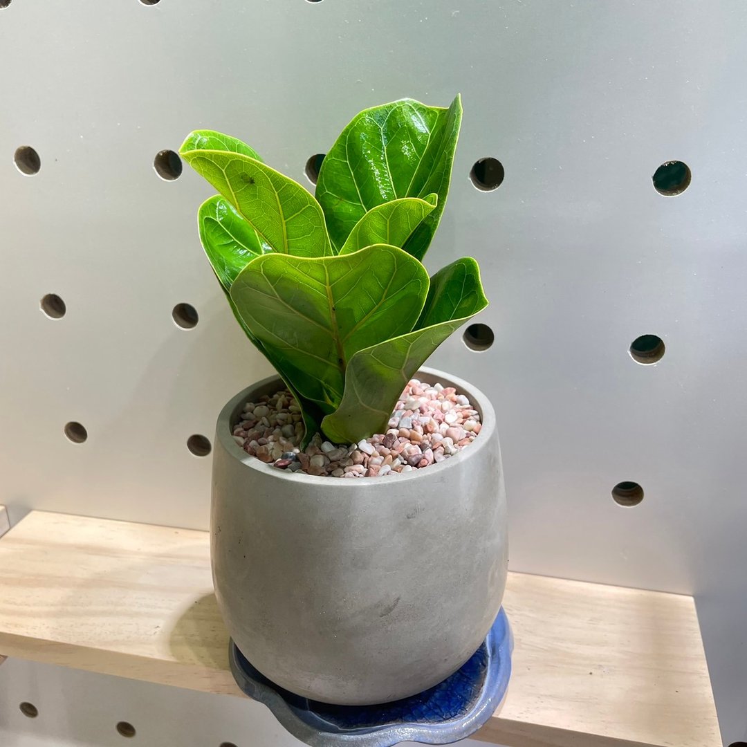 【植蕨所在】 水泥花盆盆栽 多种植株搭配 定制化盆栽 - 植栽/盆栽 - 植物．花 