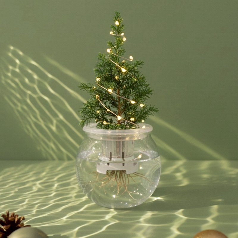 │ 玻璃系列 │ 圣诞柏 - 无土玻璃 水耕盆栽 交换礼物 - 植栽/盆栽 - 植物．花 