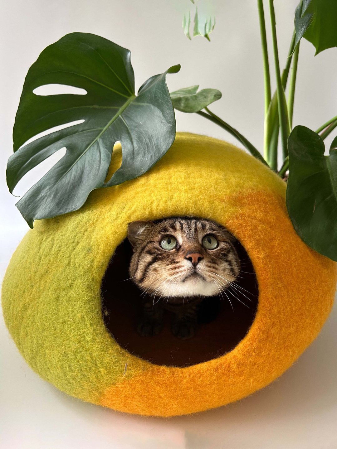 羊毛毡洞穴封闭式猫窝猫用品 - LeFunnyCat阿马尔菲的柠檬 - 床垫/笼子 - 羊毛 黄色