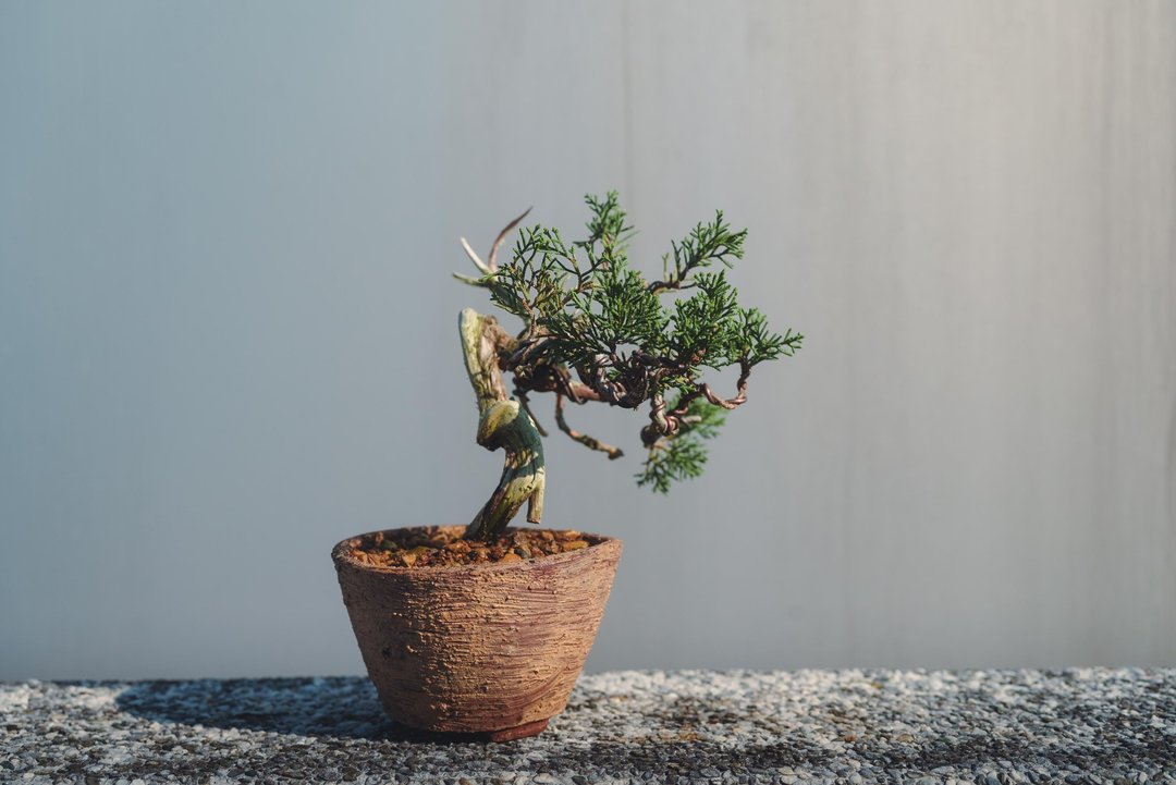 系鱼川真柏造型盆栽 手工盆 真柏盆栽 迷你松柏盆栽 - 植栽/盆栽 - 植物．花 绿色