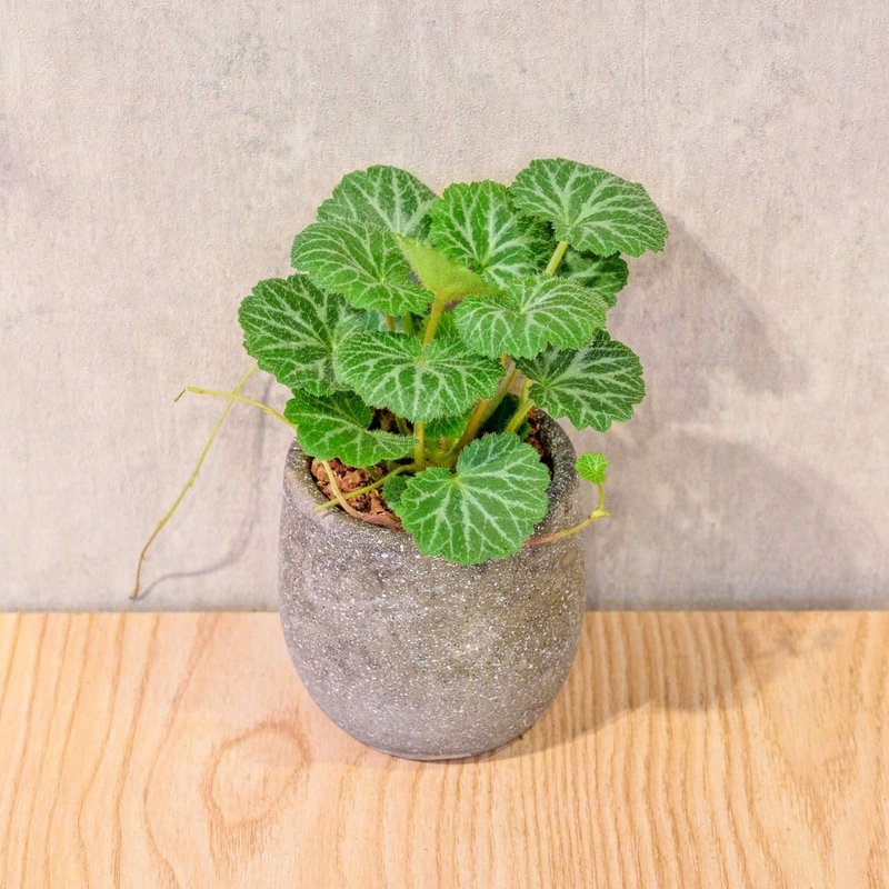 虎耳草 桌上型水泥盆栽 观叶植物 礼物 盆栽 交换礼物 办公室小物 - 植栽/盆栽 - 植物．花 灰色