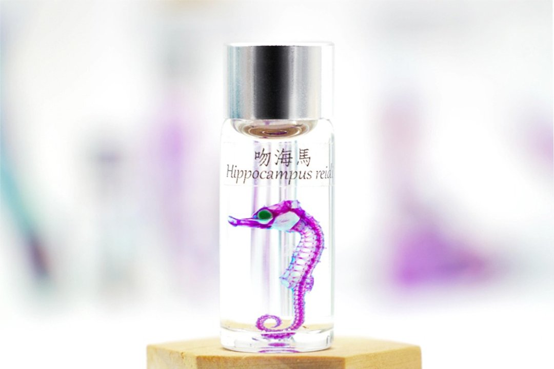 透明生物标本 - 吻海马 Hippocampus reidi (小) - 摆饰 - 玻璃 