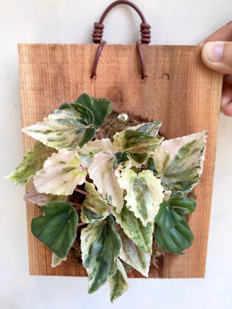 【彩虹椒草】植物上板 开幕送礼 开幕 观叶植物 室内植物 上板 - 植栽/盆栽 - 植物．花 