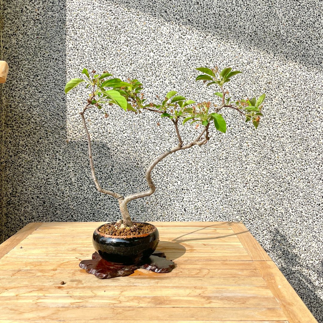 小品盆栽-日本姬苹果 盆景 送礼 - 植栽/盆栽 - 植物．花 