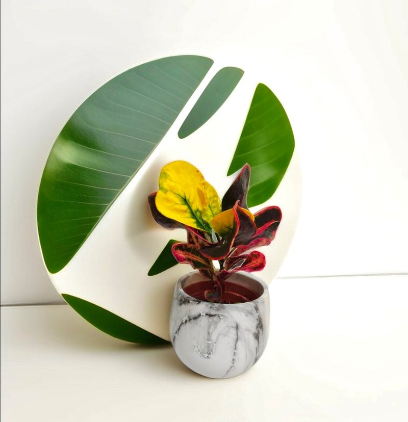 【大理石质感系列】心型变叶木 空气净化空间质感 送礼自用客厅摆 - 植栽/盆栽 - 石头 