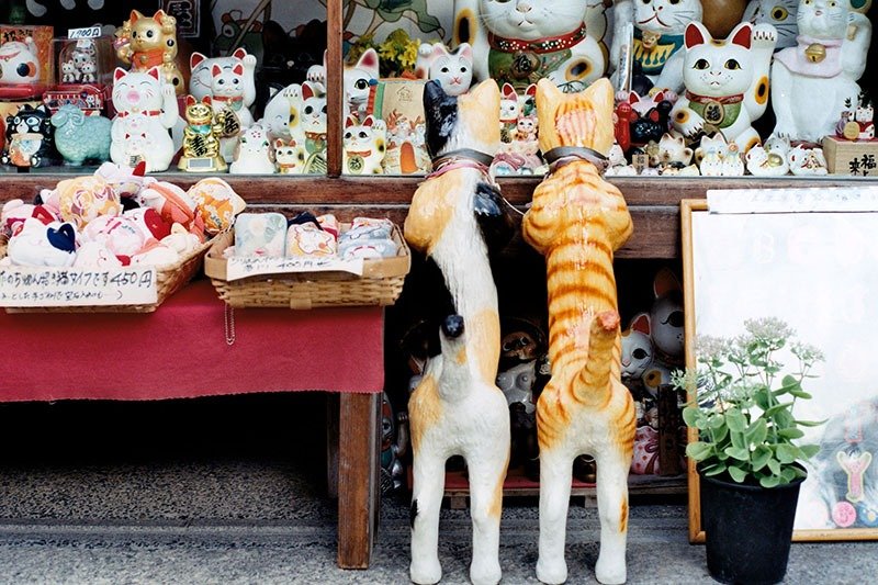 摄影 万用 明信片 - Japan系列 - 猫咪的向往 - 卡片/明信片 - 纸 多色