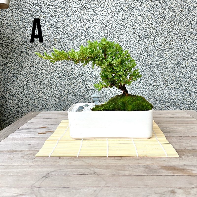 小品盆栽-日式庭院松组合 送礼 开幕15 - 植栽/盆栽 - 植物．花 