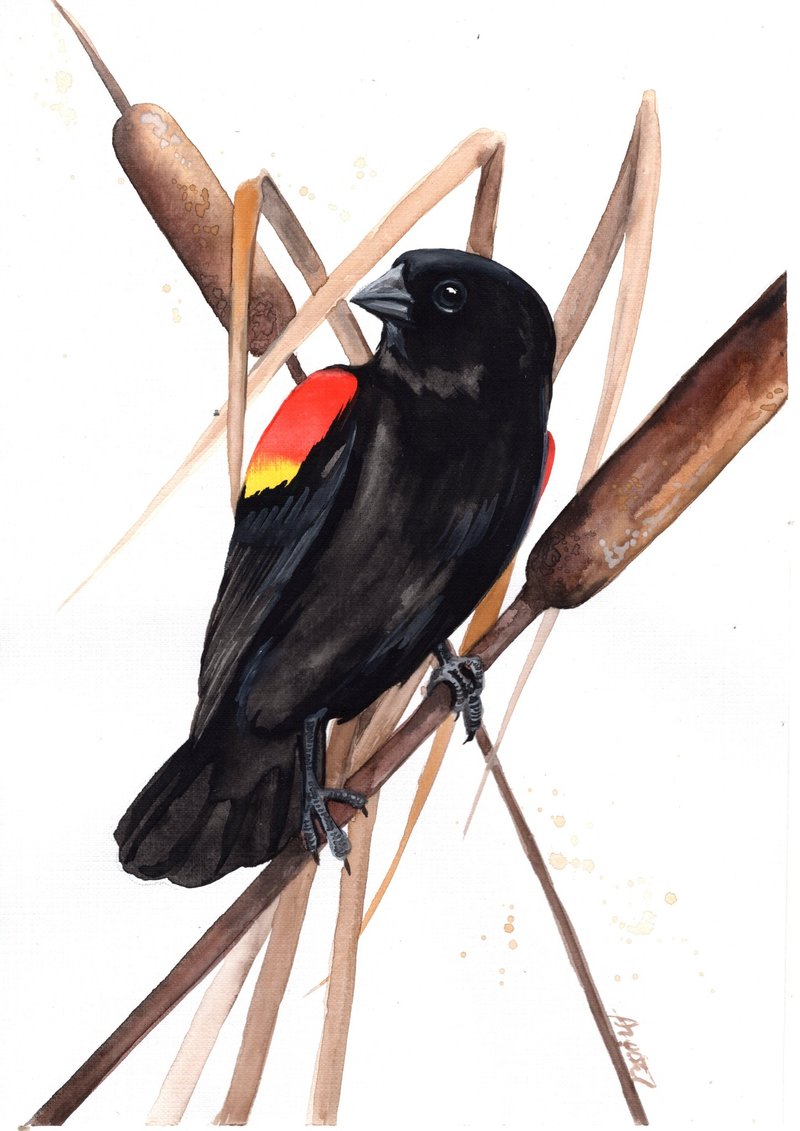 水彩红翅黑鹞原画，由 Anne Gorywine 手工绘制 - 墙贴/壁贴 - 纸 黑色