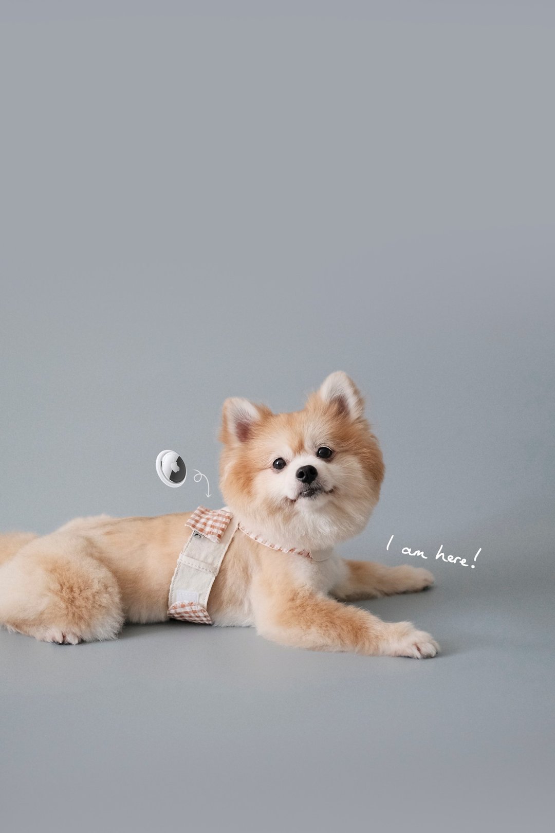 MONGSTER TRACKTAIL HARNESS / AIRTAG 狗胸带 - 衣/帽 - 棉 多色