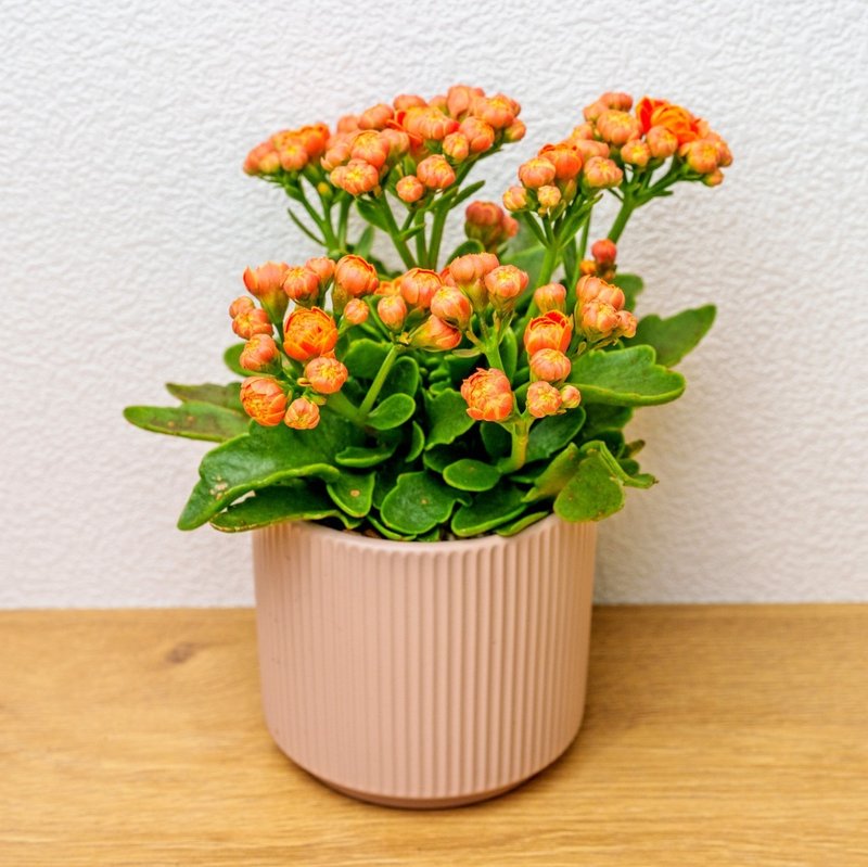 长寿花  莫兰迪色系直纹陶盆  室内植物 观叶植物 礼物 盆栽 - 植栽/盆栽 - 植物．花 
