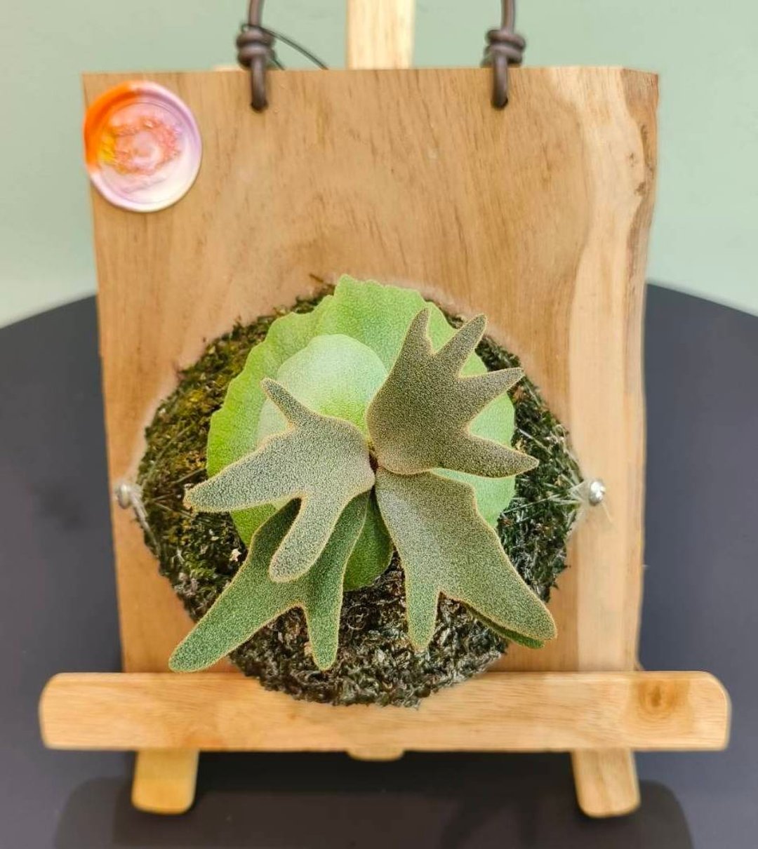 珠宝鹿角蕨 P.willinckii 'Jewel' sporeling 侏儒爪哇 室内植物 - 植栽/盆栽 - 植物．花 绿色