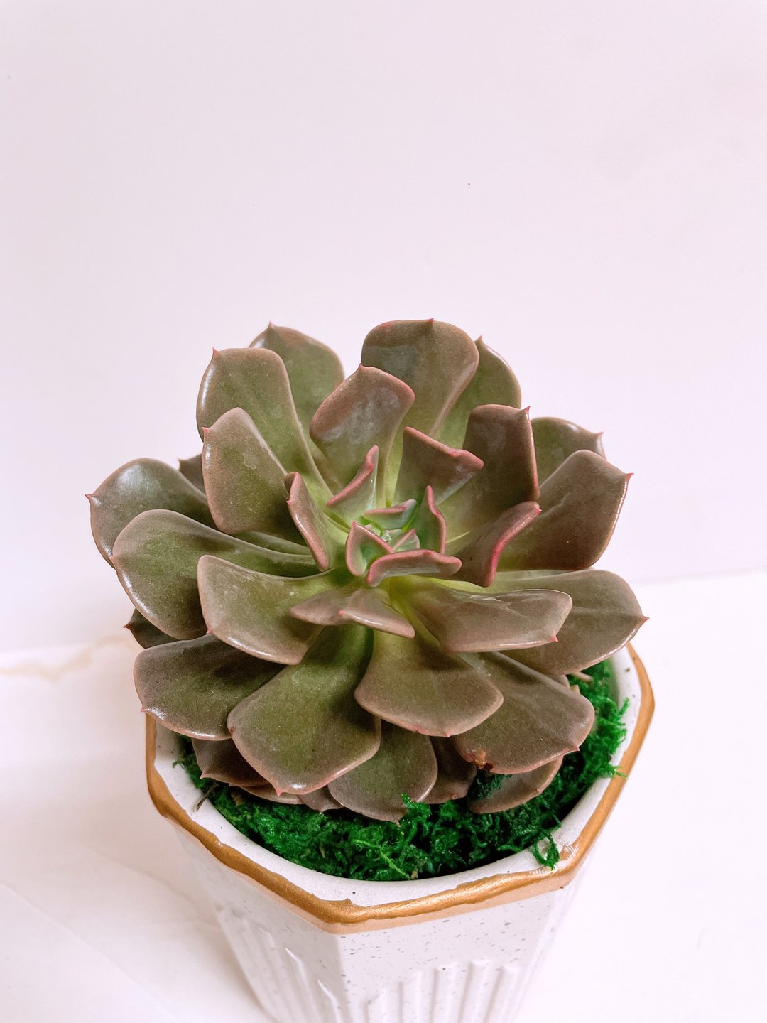 【多肉植物】特殊品种红石莲花 稀有限量 自用送礼推荐 - 植栽/盆栽 - 陶 