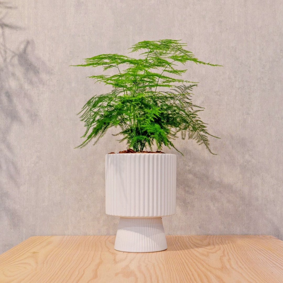 文竹白色高脚陶盆 桌上盆栽 室内植物 礼物 - 植栽/盆栽 - 陶 白色