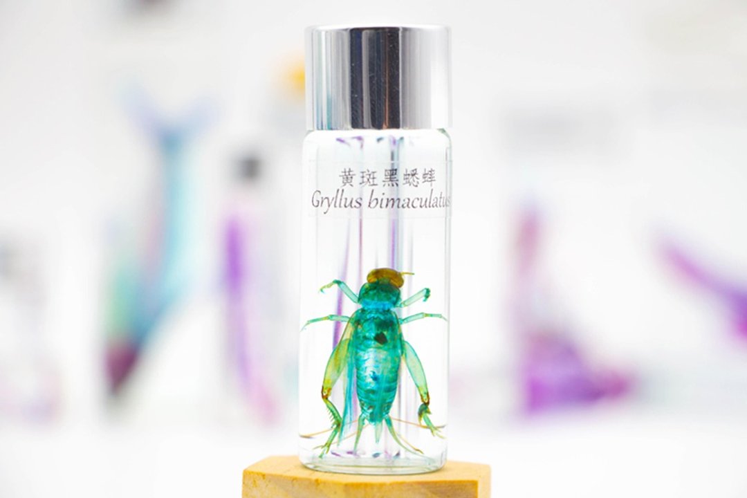透明生物标本 - 黄斑黑蟋蟀 Gryllus bimaculatus - 摆饰 - 玻璃 