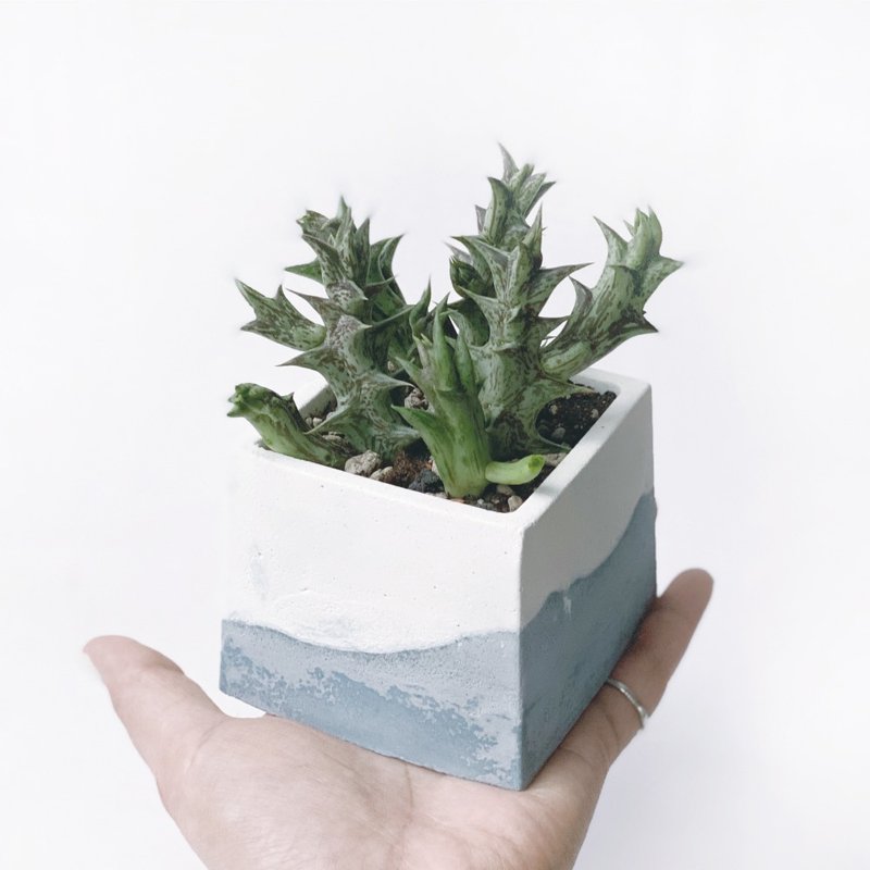 (现货) 莫兰迪蓝系列 | 萝藦科 紫龙角 方形水泥多肉植栽 - 植栽/盆栽 - 植物．花 蓝色