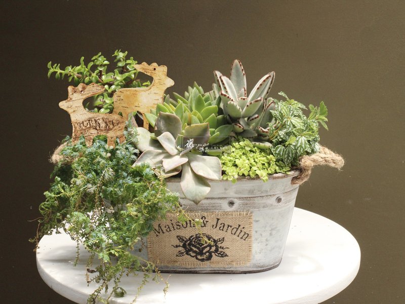 阳光绿花园 - 植栽/盆栽 - 植物．花 绿色