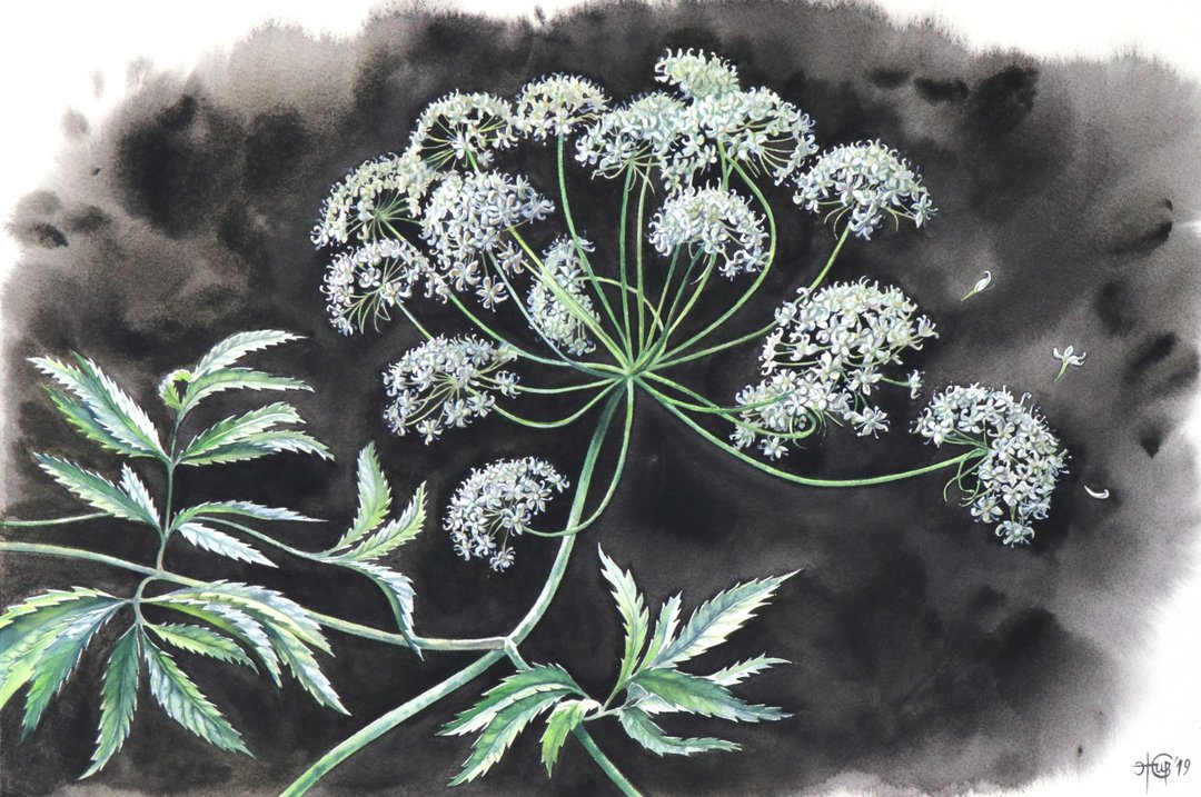 Plant wall art original watercolor painting by artist Irina Zhunaeva - 海报/装饰画/版画 - 纸 黑色