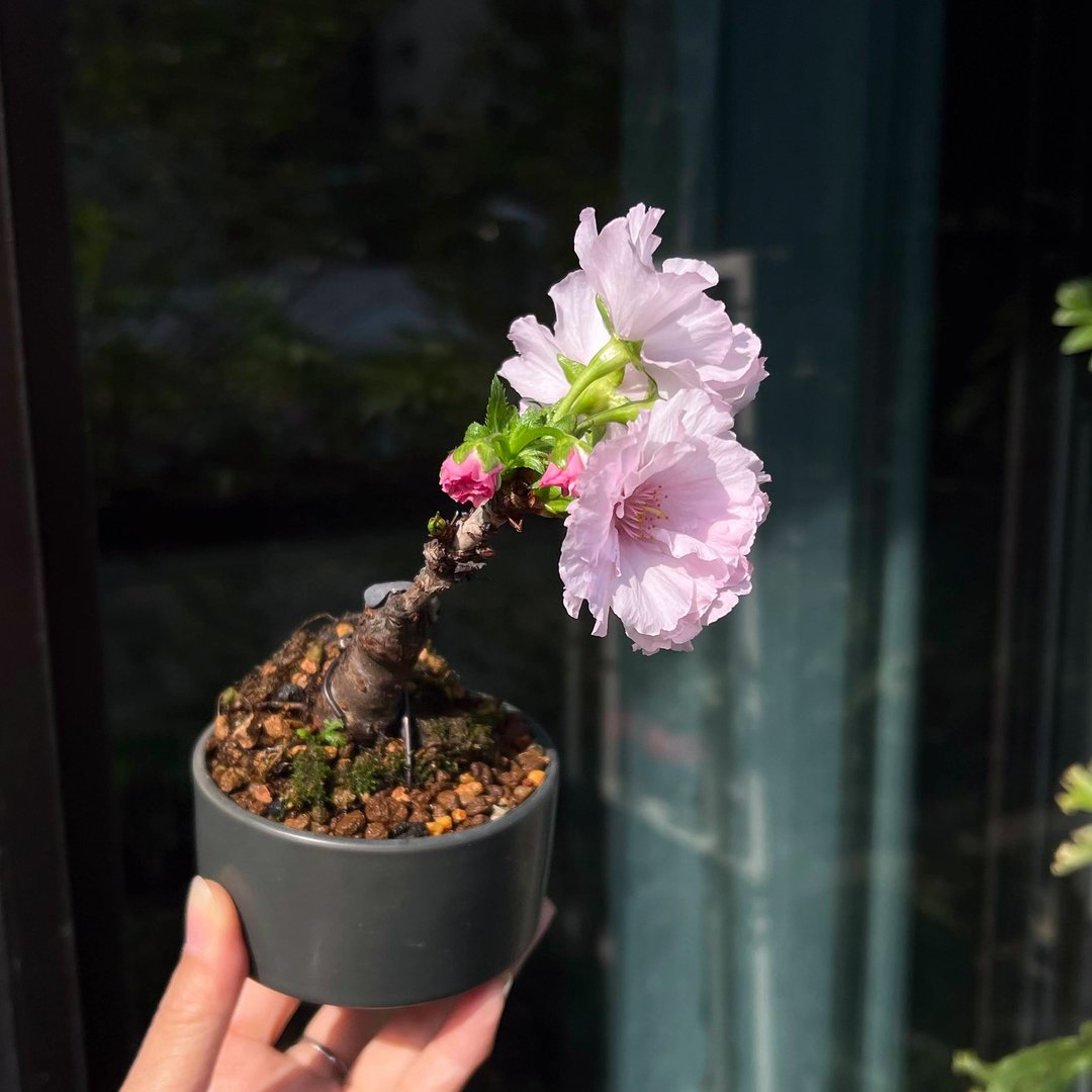 日本南殿樱∣稀有樱花迷你盆栽 开花中 - 植栽/盆栽 - 陶 