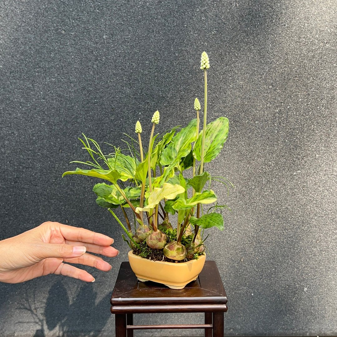 线艺出众 出艺斑叶油点百合∣松叶蕨合植山野草 - 植栽/盆栽 - 陶 