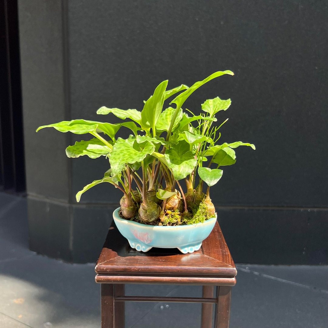 线艺出众 出艺斑叶油点百合∣松叶蕨合植山野草 - 植栽/盆栽 - 陶 