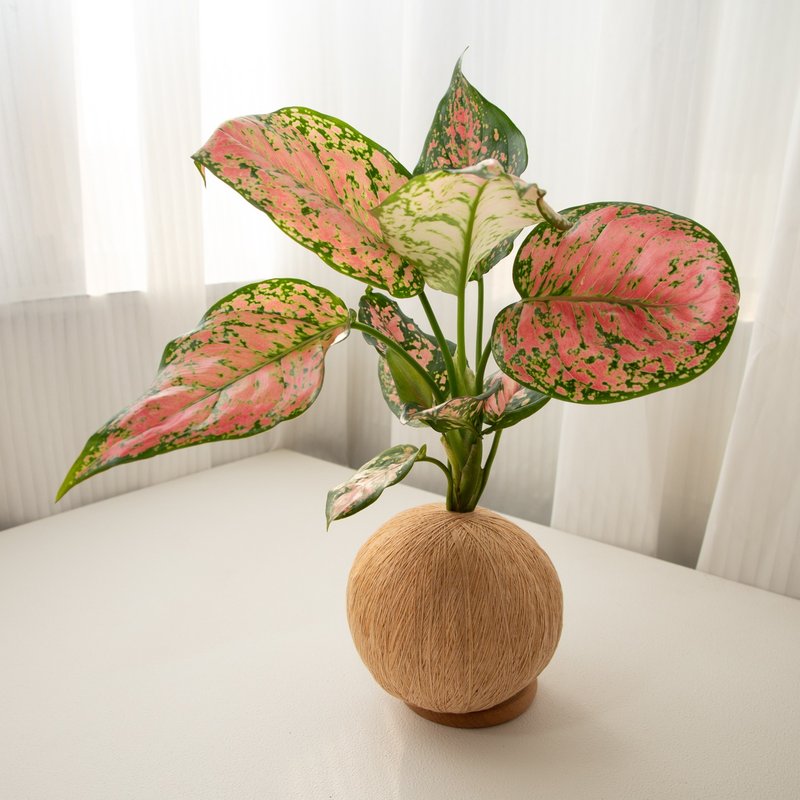 吉祥粗肋草 手作植栽苔球 - 植栽/盆栽 - 植物．花 