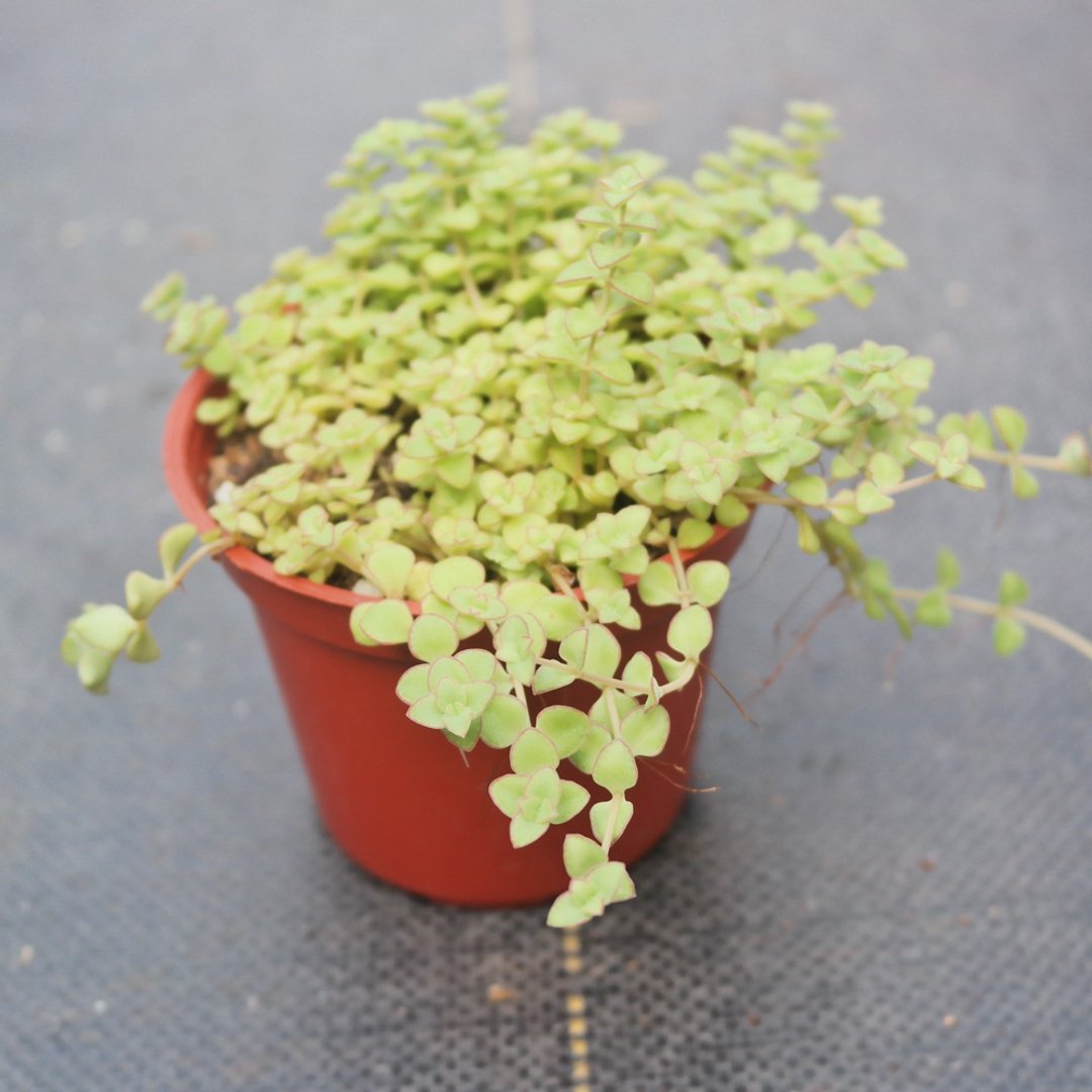【豆豆多肉】【植物-小酒窝】乔迁│送礼│升迁│多肉植物 - 植栽/盆栽 - 植物．花 